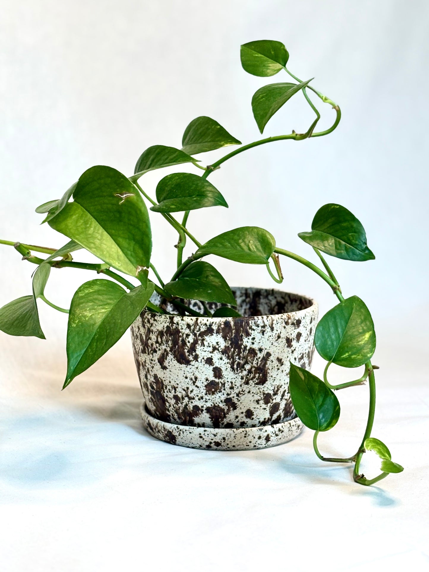 Speckled Planter with Drip Tray